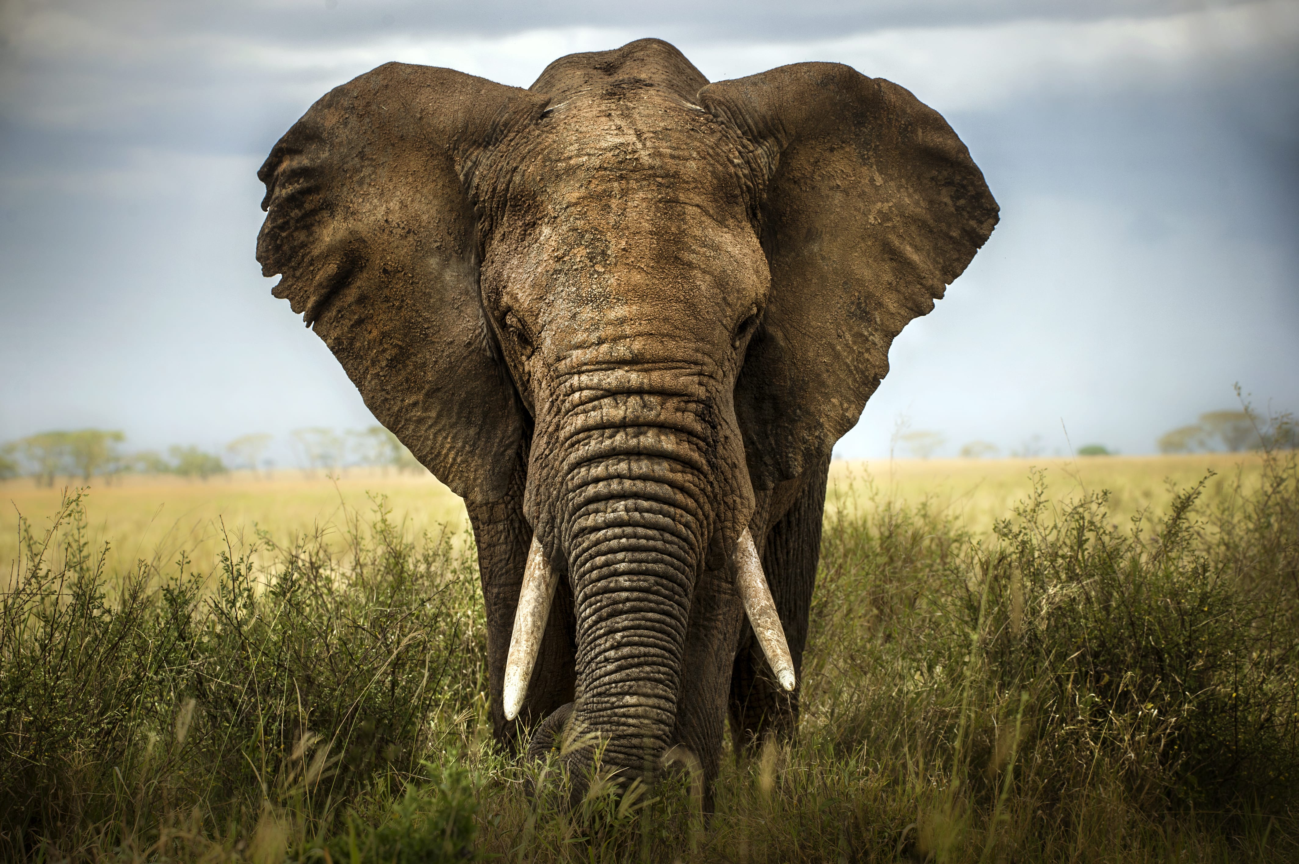Big Elephant